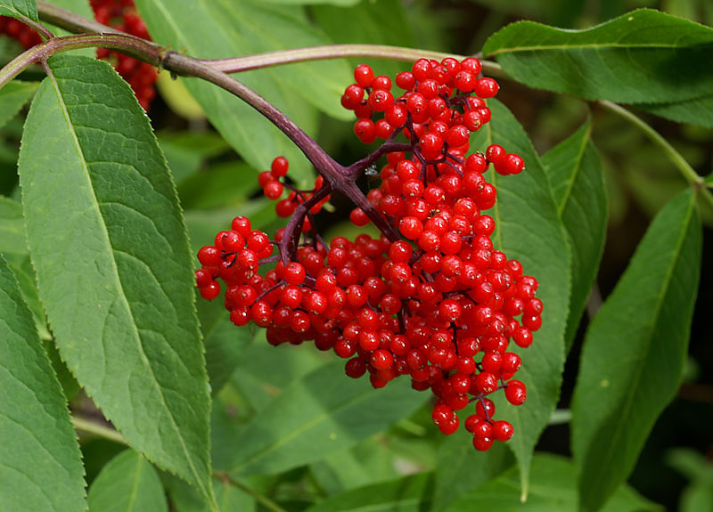 What do elderberry bushes look like?